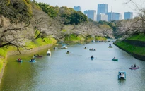 Ngắm hoa anh đào bắt đầu nở rộ tại thủ đô Tokyo, Nhật Bản