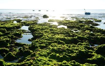 Trải nghiệm vẻ đẹp cánh đồng rong biển ở Khánh Hòa