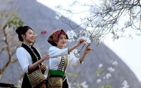 Hoa ban nở trắng níu chân du khách đến Sơn La
