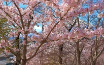 Núi Phú Sĩ mùa hoa anh đào nở rộ