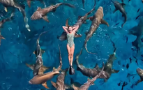 Ánh Viên bơi cùng... cá mập