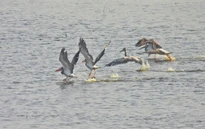 Loài chim quý hiếm trở lại Vườn Quốc gia Tràm Chim sau nhiều năm vắng bóng