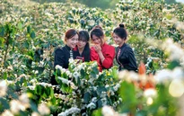 Hoa cà phê nở rộ tạo khung cảnh nên thơ, lãng mạn khắp triền đồi Sơn La