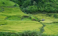 Vẻ đẹp ruộng bậc thang dưới chân núi Ngọc Linh