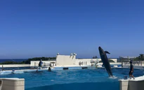 Vũ điệu cá heo giữa biển trời Okinawa - Nhật Bản