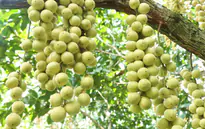 Mùa dâu Hạ Châu ở Cần Thơ