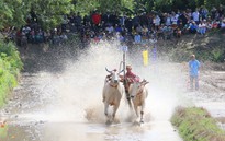 Hàng nghìn người đội mưa xem Hội đua bò Chùa Rô