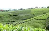 Chiêm ngưỡng những đồi chè đẹp nức tiếng ở Thái Nguyên