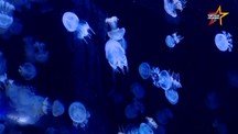 Độc đáo thú nuôi sứa cảnh mini