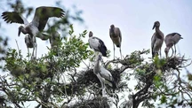 Hình ảnh cảm nhận “sống hài hòa với thiên nhiên và phát triển bền vững”