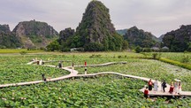 Hương sen đất Cố đô - Sức sống mới cho du lịch nông nghiệp Ninh Bình
