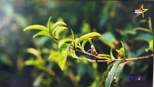 Giữ gìn hương vị chè Suối Giàng 