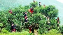 Du lịch 'chạm – học – thưởng' với trà Shan Tuyết cổ thụ Hà Giang