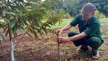 Cựu chiến binh làm giàu giúp đồng bào thiểu số xóa đói giảm nghèo