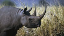 Namibia xây dựng khu bảo tồn tê giác đen lớn nhất thế giới