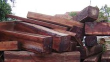 Quảng Trị: Phát hiện và bắt giữ hàng chục m3 gỗ lậu