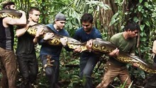 Discovery gây sốc với kế hoạch chiếu cảnh rắn khổng lồ Nam Mỹ ăn thịt người