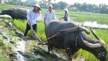 Tây thích thú làm nông dân Việt