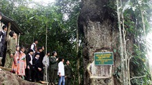 Cây gỗ nghiến 1000 năm tuổi được công nhận Cây di sản Việt Nam