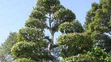 Cây Khế, cây Sộp tại khu mộ cụ Phó Bảng Nguyễn Sinh Sắc là cây Di sản Việt Nam