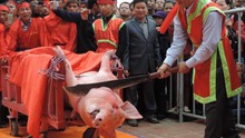 Bắc Ninh sẽ tổ chức lễ hội rước lợn thay cho chém lợn