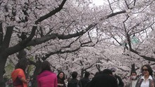 Ngập sắc hoa anh đào Nhật Bản