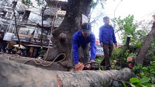 Chủ tịch Hà Nội yêu cầu rà soát việc chặt cây xanh trước 'tranh cãi' của dư luận