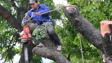 Thay thế 6.700 cây xanh tại Hà Nội: Cẩn thận kẻo... chọn sai!