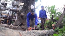Tiếp bài về thay thế 6.700 cây xanh tại Hà Nội: Hà Nội hợp với... cây gì?