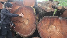 'Mục sở thị' kho tập kết gỗ được chặt hạ trên các tuyến phố Hà Nội