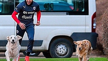 Alexis Sanchez cho chó đi dạo ở... sân tập của Arsenal