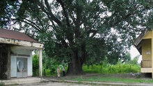 Đắk Lắk: Cây Bồ đề 9 thân, 132 năm tuổi được công nhận là cây Di sản Việt Nam