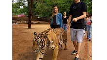 Wojciech Szczesny dắt hổ đi dạo ở Thái Lan