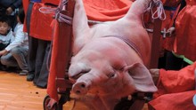 Quản lý tổ chức lễ hội: Chưa tìm ra cách ứng xử với nghi lễ chém lợn