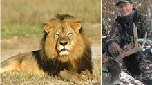 Vụ ‘vua sư tử’ Cecil bị thợ săn Mỹ sát hại: Cơn phẫn nộ toàn cầu