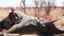Thêm một bác sĩ Mỹ bị tố giết sư tử bất hợp pháp ở Zimbabwe