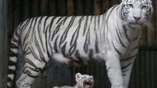 Lần đầu nhân giống được hổ Bengal trắng: Chú hổ con bị mẹ 'bỏ rơi' phát triển tốt