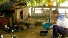 Hỗ trợ huyện đảo Trường Sa 10 tấn thóc để chăn nuôi gia cầm