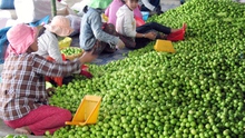 Bác bỏ tin táo Ninh Thuận chỉ 1.000/kg
