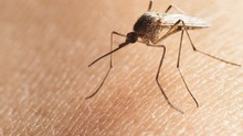 Bộ Y tế khuyến cáo về bệnh do vi rút ZIKA lây truyền qua muỗi Aedes