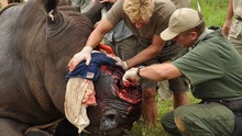 1.200 tê giác bị giết, trong khi Nam Phi lại bỏ lệnh cấm buôn bán sừng