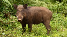 Lợn rừng 100kg bất ngờ tấn công khiến một người nguy kịch