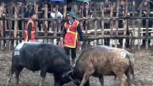 Video du lịch: Xem trận chung kết 2016 tại lễ hội chọi trâu cổ xưa nhất Việt Nam