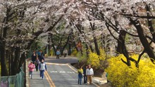 Vietravel bán nhiều tour đi Hàn Quốc ngắm hoa anh đào
