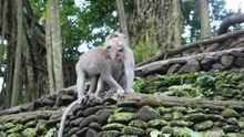 'Rừng khỉ thiêng' ở Bali