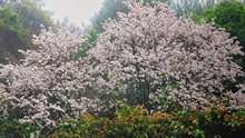 Chùm ảnh du lịch: Điện Biên ngập tràn sắc trắng mùa hoa ban