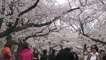 Hà Nội: Tiếp nhận 200 cây, trưng bày 10.000 cành hoa anh đào Nhật