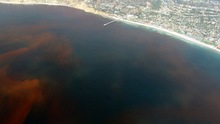 Vụ cá chết: Nhóm nguyên nhân do 'thủy triều đỏ' mà Bộ nói đến là gì?