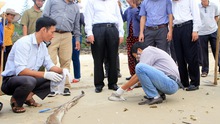 Cá chết ở miền Trung: Tổng Cục du lịch yêu cầu đảm bảo vệ sinh an toàn thực phẩm