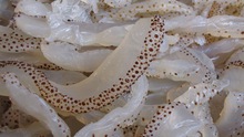 KHỦNG KHIẾP! Trung Quốc phát hiện sứa giả làm bằng hóa chất